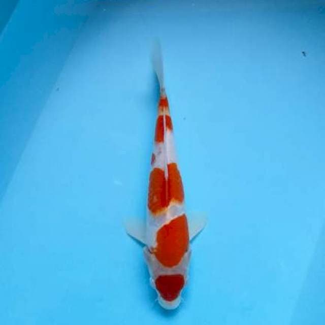 maruten kohaku