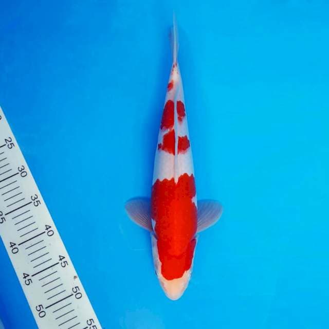 ZERO 3 - KOHAKU ®