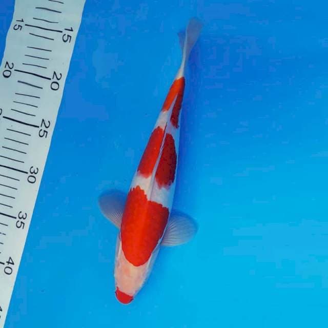 ZERO 4 - KOHAKU ®