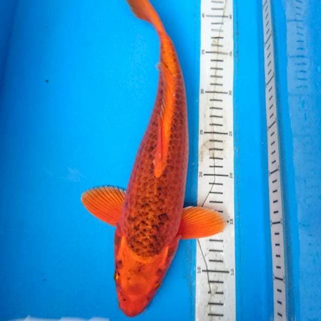 AKA   MATSUBA 37 cm