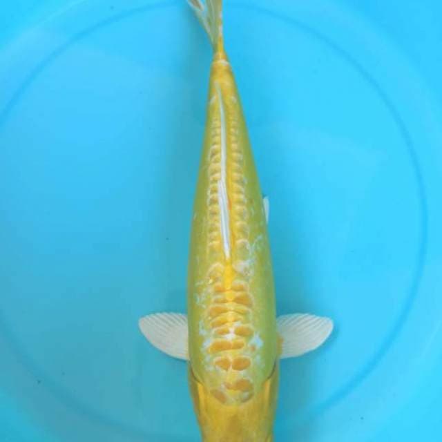 40cm