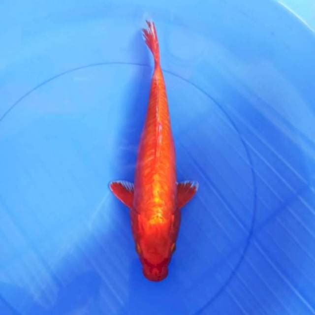 34cm