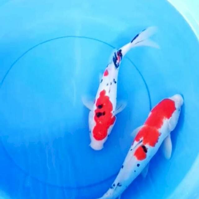 Sanke doitsu 35-36cm