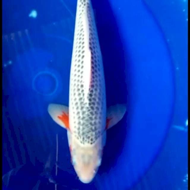Asagi 35bu ring rapi