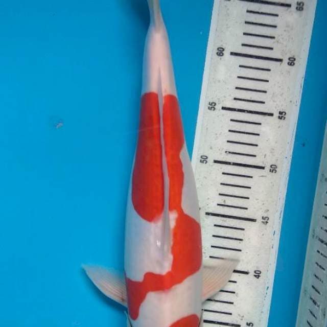 HQ Kohaku Doitsu Murni 41cm