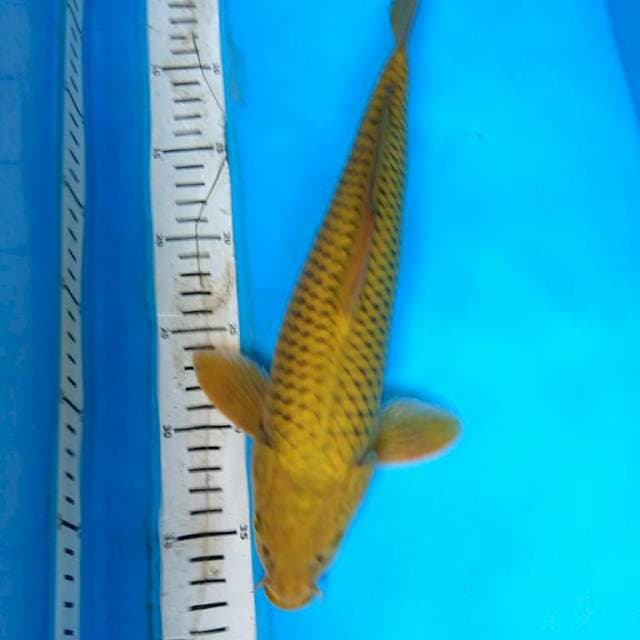 MIDORIGOI 35 cm
