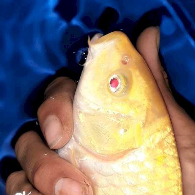 Yamabuki mata merah 30cm
