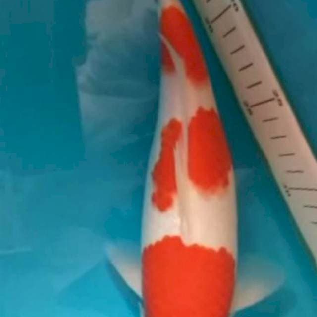 Kohaku juara