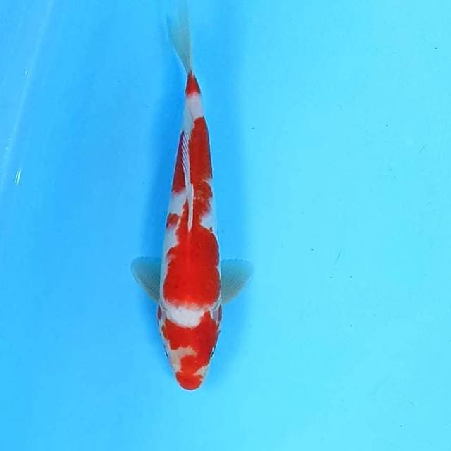 Kohaku 2 // 27cm