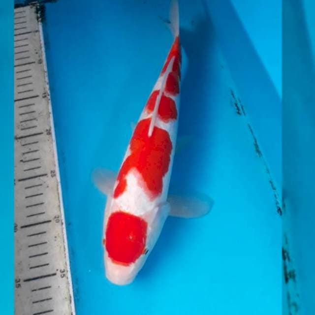 Maruten Male
