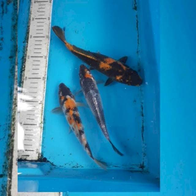 3 ekor