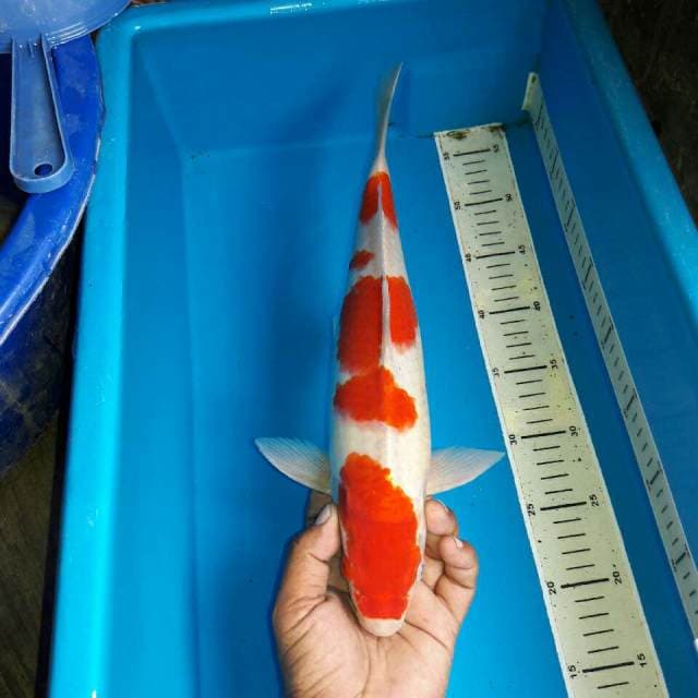 Kohaku f1