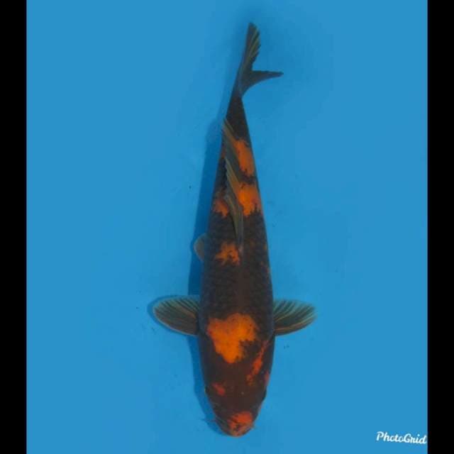 35cm , Unique  Patern !  Male Hi Utsuri 