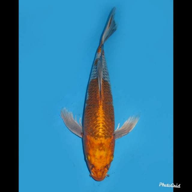 37cm , Langka ! Gold Kumpay