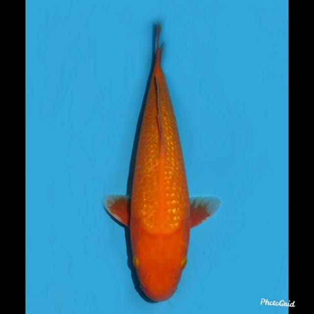 37cm - Aka Hajiro Ginrin , Male 
