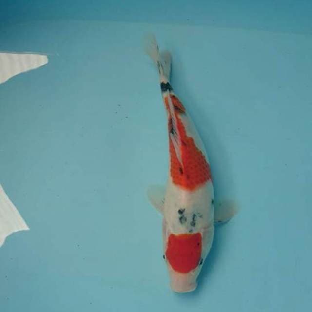 Sanke 27 cm