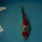 Sanke 27 cm