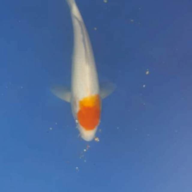 Tanco kohaku 31cm