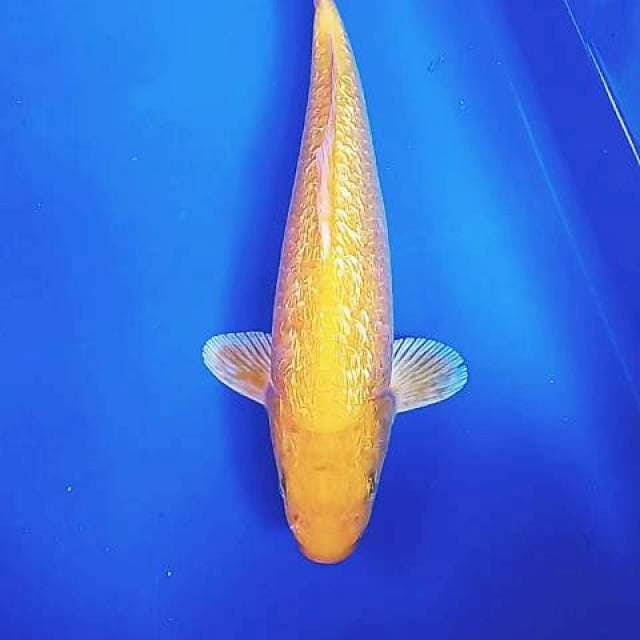 Karashi ginrin 30 cm