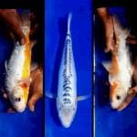 Shusui 35cm warna samping rapih mantep joss