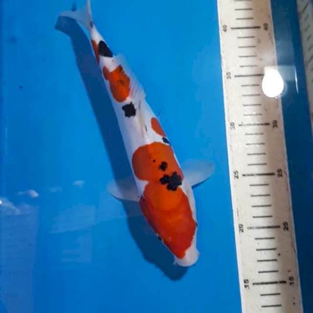 DOITSU SANKE ORIGINAL 28 CM
