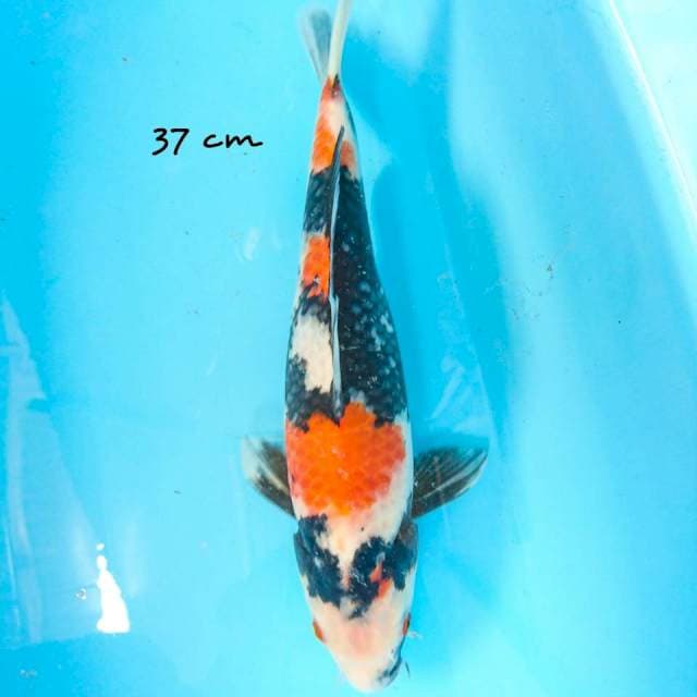 showa 37 cm