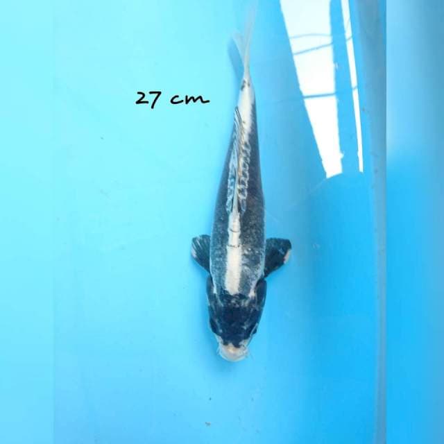 kikokuryu 27 cm