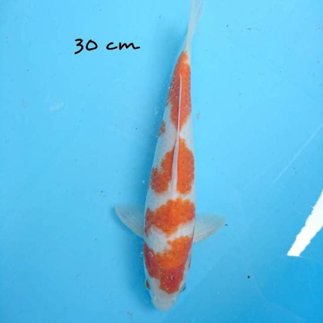 kohaku 30 cm