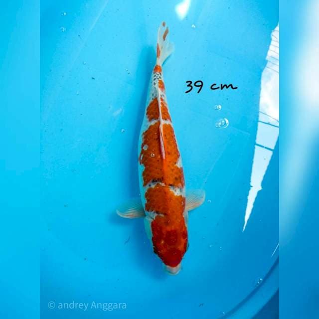 goshiki 39 cm