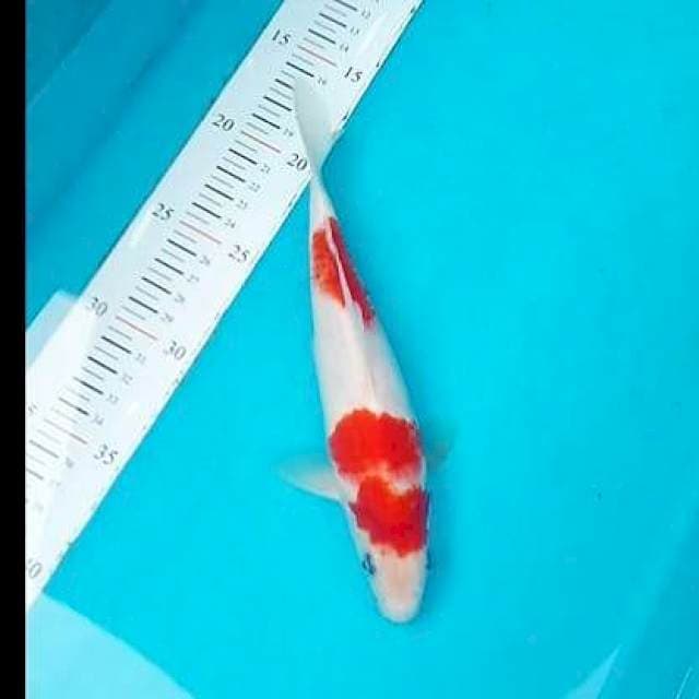 A2 kohaku