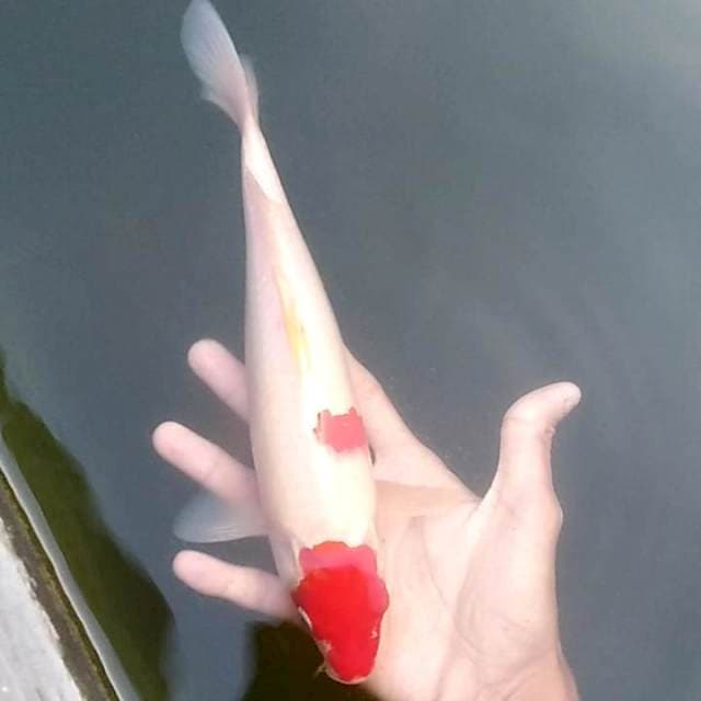 C1 Marytem kohaku