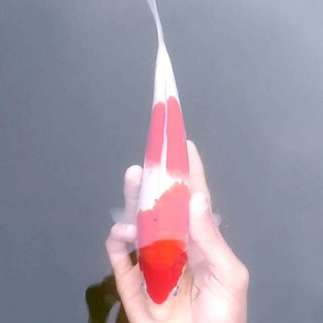 C3 ๐