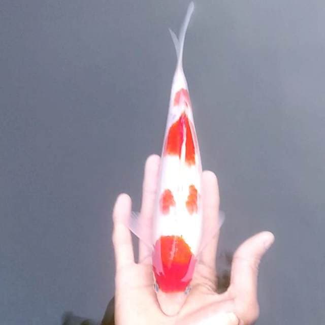 C9 🌶