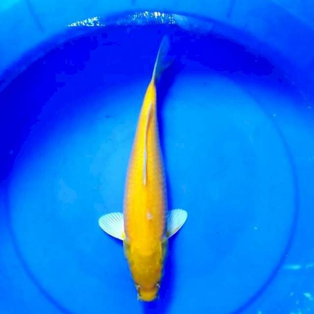 karashi 37 cm body good