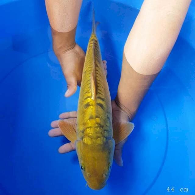 Chagoi 44 cm