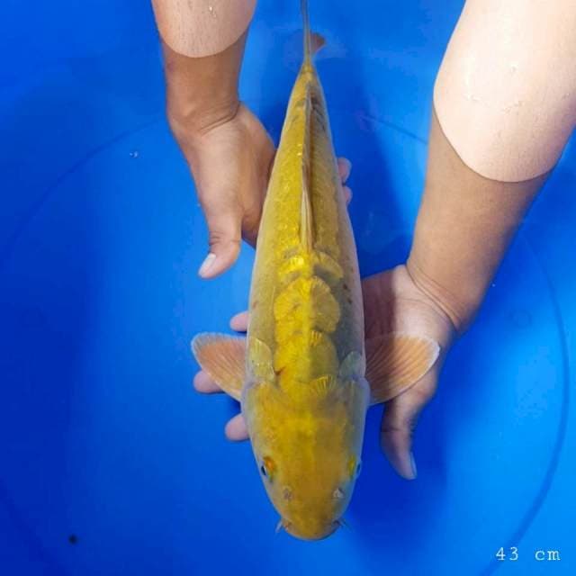 Chagoi 43 cm