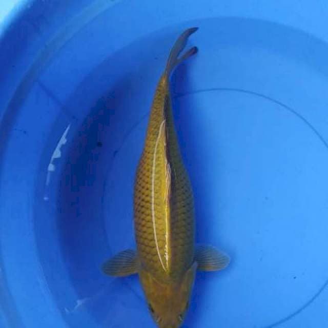 Midori indukan 40 cm