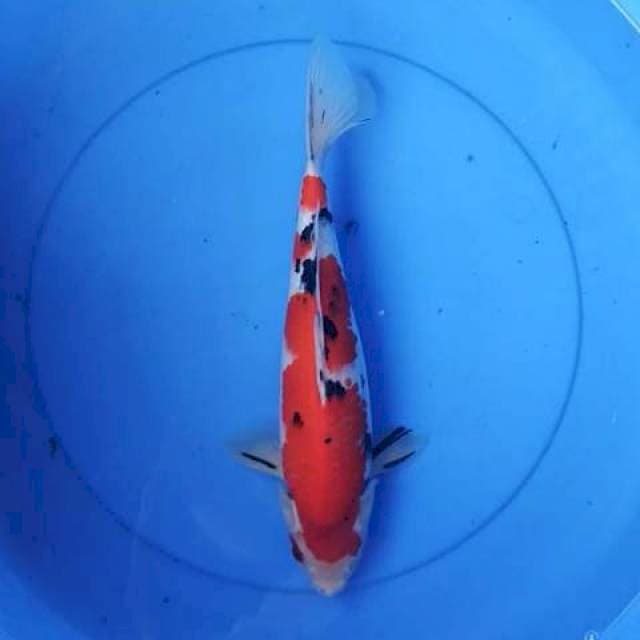 Sanke high quality 35 cm