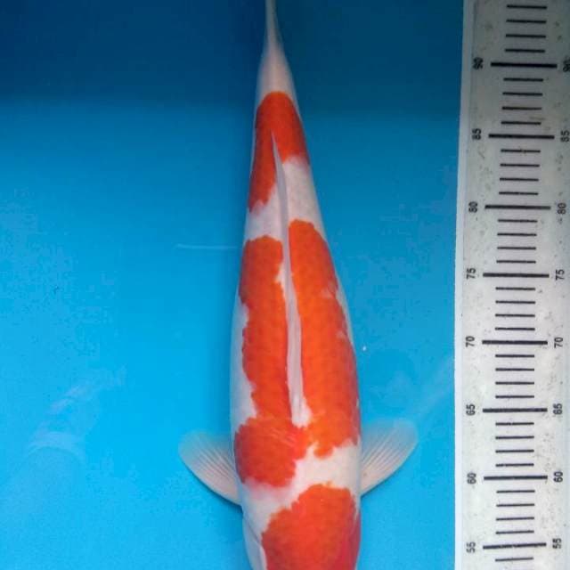 HQ Sandan Kohaku 47cm Female