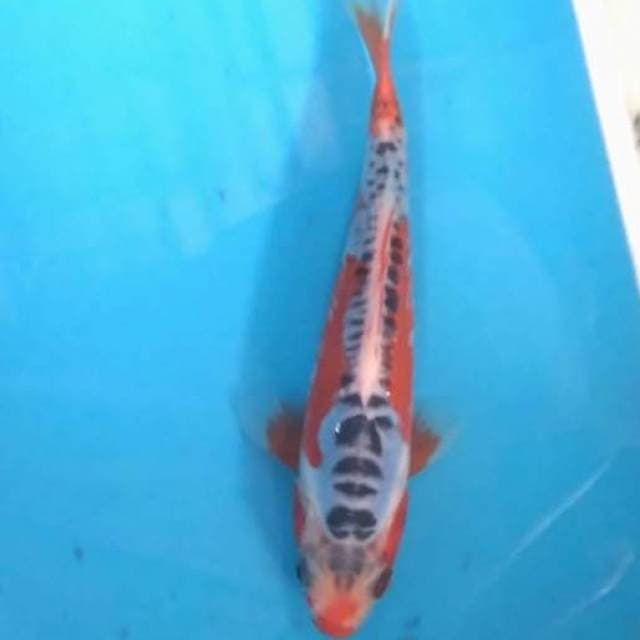 Baby shusui 15cm