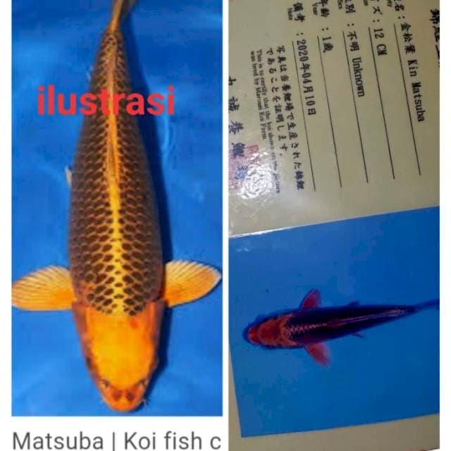 Kin matsuba marusei