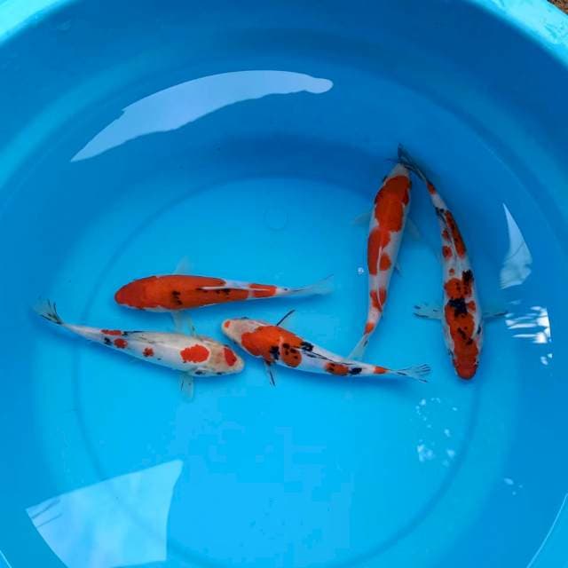Mix koi 19 -20 cm
