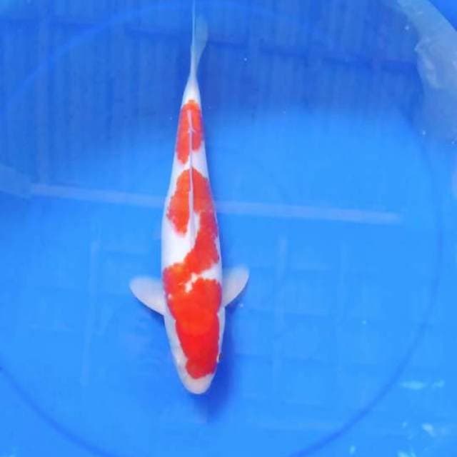 Inazuma male 30 cm original 