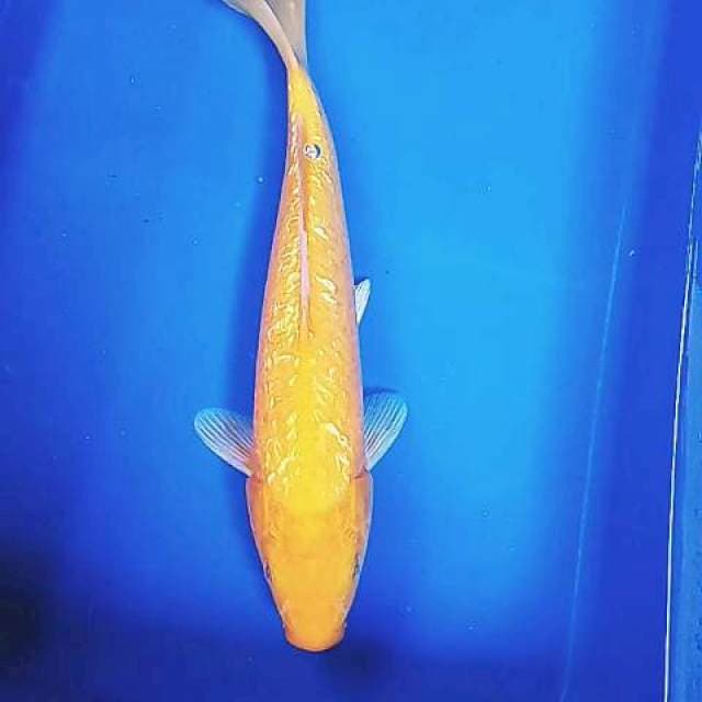 Karasi ginrin 33 cm