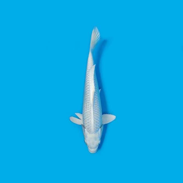 ND WHITESNOW1 29CM
