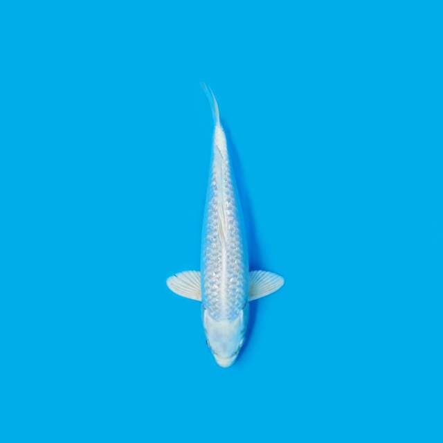 ND WHITESNOW4 29CM