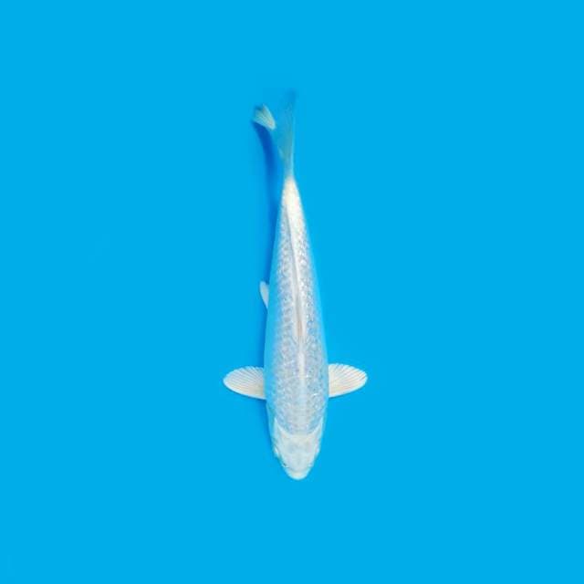 ND WHITESNOW5 28CM