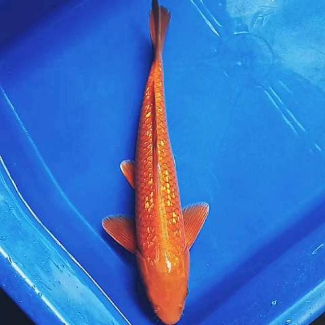 Penjinak ginrin jos 30cm