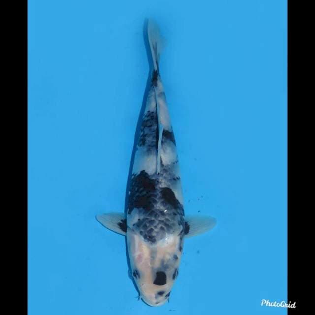26cm - Jet Black - Shiro Tategoi