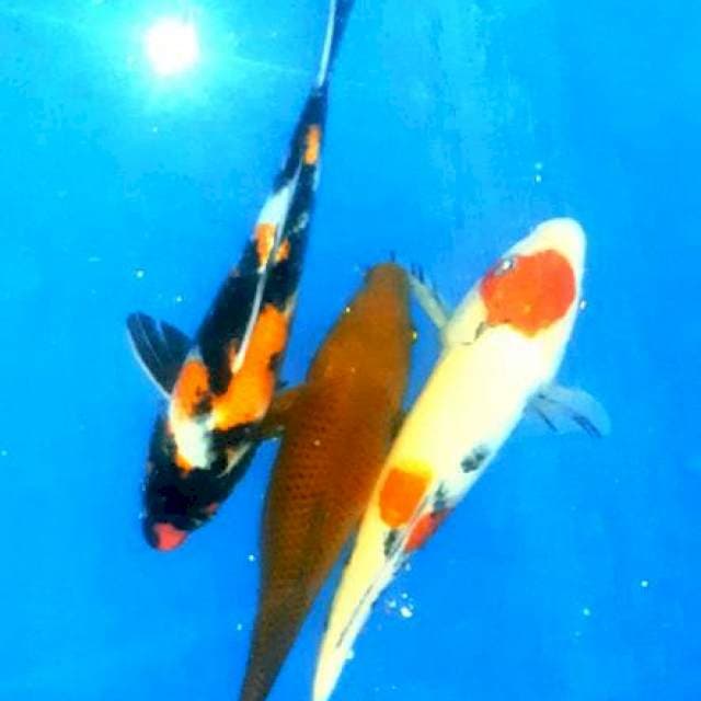 Triple mix koi Maruten. Pejinak , showa